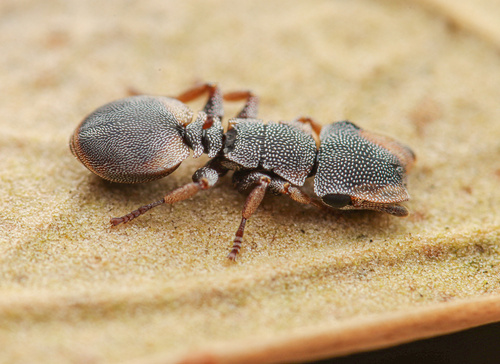 Cephalotes kukulcanCephalotes kukulcan