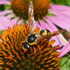 Megapterocheilus