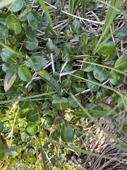 Salix arctophila