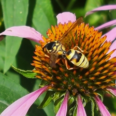 Megapterocheilus