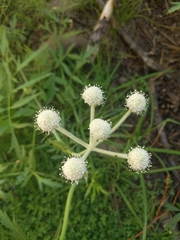 Angelica capitellata