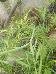 Angelica capitellata