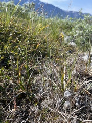 Poa glauca