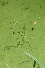 Scirpus sylvaticus