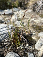 Juncus biglumis