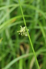 Juncus effusus