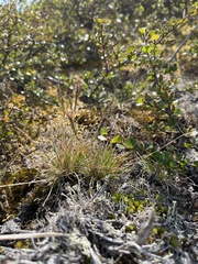 Festuca vivipara