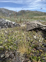 Festuca brachyphylla