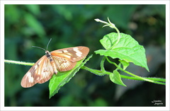 Actinote pellenea pellenea