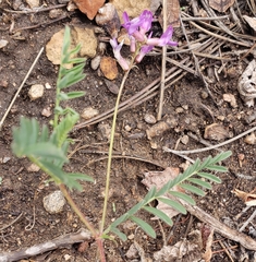 Astragalus hallii