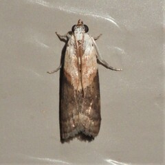 Acrobasis palliolella