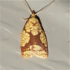 Cenopis ferreana