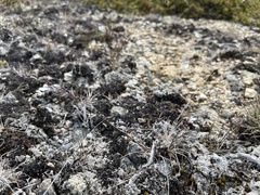 Agrostis mertensii