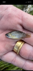 Fundulus xenicus