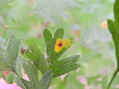 Gymnosporangium clavariiforme