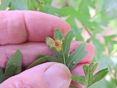 Gymnosporangium clavariiforme