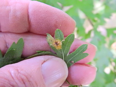 Gymnosporangium clavariiforme