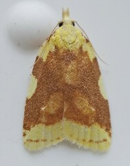 Cenopis niveana