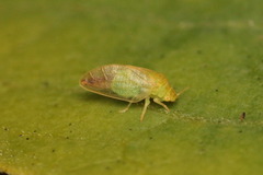 Rhinocola aceris
