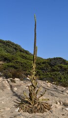 Verbascum litigiosum