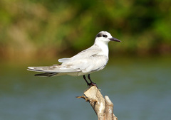 Chlidonias hybrida