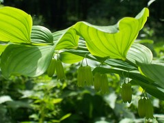 Polygonatum biflorum commutatum