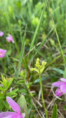 Platanthera clavellata