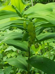 Polygonatum biflorum commutatum