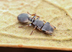 Cephalotes kukulcan