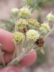 Hymenopappus carrizoanus