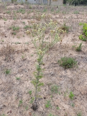 Hymenopappus carrizoanus