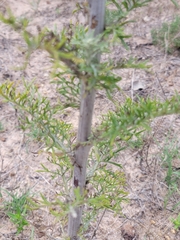 Hymenopappus carrizoanus