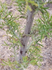 Hymenopappus carrizoanus