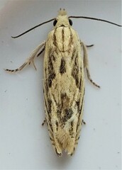 Eucosma olivaceana
