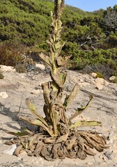 Verbascum litigiosum