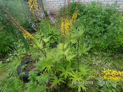 Ligularia przewalskii