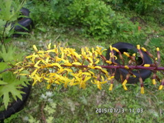 Ligularia przewalskii