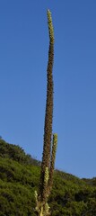 Verbascum litigiosum