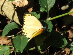 Belenois thysa thysa