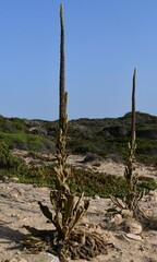 Verbascum litigiosum