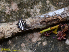 Gasteracantha doriae