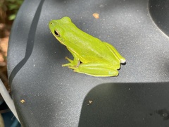 Hyla cinerea