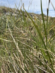 Carex rariflora