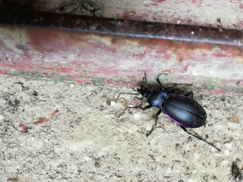 Bystruška fialová (Carabus violaceus)
