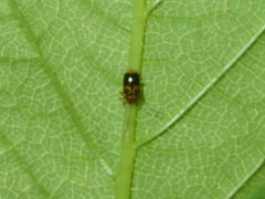 Cryptocephalus pusillus