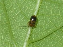 Cryptocephalus pusillus