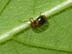 Cryptocephalus pusillus