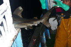 Carcharhinus longimanus