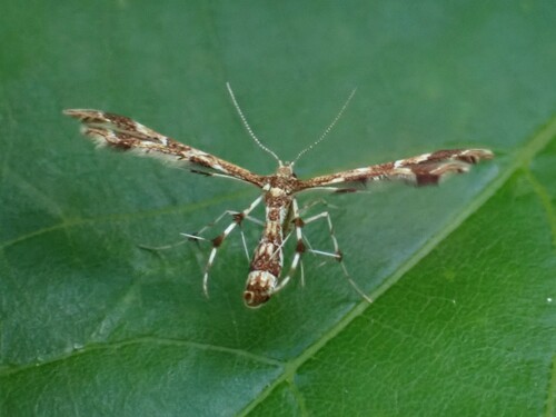Grape Flower Plume Moth photo 4