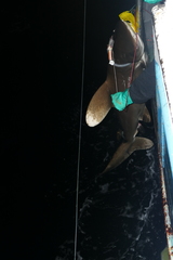 Carcharhinus longimanus